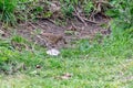 Song thrush Turdus philomelos preparing lunch by bashing a snail over a rock