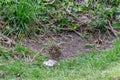 Song thrush Turdus philomelos preparing lunch by bashing a snail over a rock