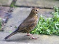 Song Thrush Turdus philomelos - in profile