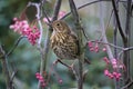 Song Thrush Turdus philomelos in Rowan tree with red berries Royalty Free Stock Photo