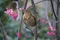 Song Thrush Turdus philomelos in Rowan tree with red berries