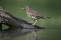 Song thrush, Turdus philomelos Royalty Free Stock Photo