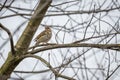 Song Thrush Turdus philomelos sitting on a branch Royalty Free Stock Photo