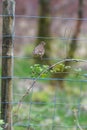 The song thrush bird Royalty Free Stock Photo