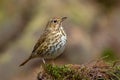 Song thrush Turdus philomelos in the forest. Royalty Free Stock Photo