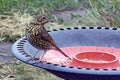 Song Thrush Turdus philomelos