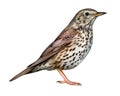 Song Thrush, Turdus philomelos