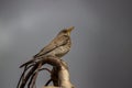 Song Thrush (Turdus philomelos) spring Royalty Free Stock Photo