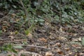 Song Thrush standing on the canopy floor Royalty Free Stock Photo