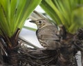 Song thrush (Turdus philomelos) standing on the edge of the nest Royalty Free Stock Photo