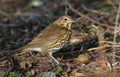 A stunning Song Thrush Turdus philomelos standing on the ground in the sunshine. It has been cracking open a snail on the stone