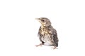 Song thrush white background