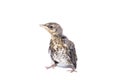 Song thrush white background