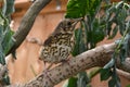 Song thrush Royalty Free Stock Photo