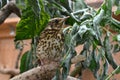 Song thrush Royalty Free Stock Photo