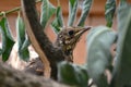 Song thrush Royalty Free Stock Photo