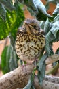 Song thrush Royalty Free Stock Photo
