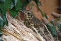 Song thrush Royalty Free Stock Photo