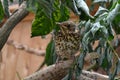 Song thrush Royalty Free Stock Photo