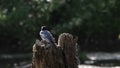 Song wagtails