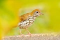 Song wood thrush, Hylocichla mustelina, in the nature habitat. young bird sitting on tree branch. Bird in the summer Belize. Bird Royalty Free Stock Photo