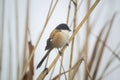 Songbird: Fiscal shrike