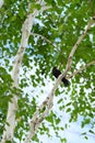 A songbird of a blackbird sitting on a birch branch