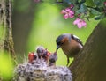 Songbird male Finch feeds its hungry Chicks in a nest in a spring blooming garden