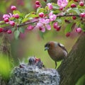 Songbird male Finch feeds its hungry Chicks in a nest in the spring blooming may garden