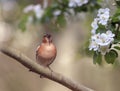 Songbird finch sings on the branch of an apple tree with white flowers in the spring garden Royalty Free Stock Photo