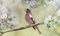 Finch sings on a branch of cherry trees with white flowers in the spring garden