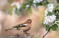 finch sits on a branch of an apple tree with white flowers in a spring sunny park Royalty Free Stock Photo