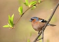 Songbird finch sits on a branch of a tree with young green foliage in a spring sunny park Royalty Free Stock Photo