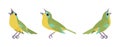 Songbird green and yellow set, beautiful singing little musical birds