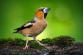 Songbird, Hawfinch, Coccothraustes coccothraustes, brown songbird sitting in the water, nice lichen tree branch, bird in the