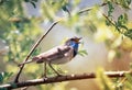 Songbird male Bluethroat sits on the branches of willow in the spring Sunny garden and sings Royalty Free Stock Photo