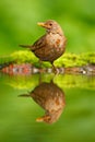 Songbird mirror water reflection. Grey brown song thrush Turdus philomelos, sitting in the water, nice lichen tree branch, bird in