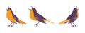 Songbird orange and black set, beautiful singing little musical birds