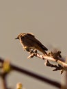 Songbird - Phoenicurus ochruros Royalty Free Stock Photo