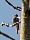 Songbird - Phoenicurus ochruros Royalty Free Stock Photo