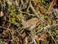 robin sitting on a branch on a sunny day Royalty Free Stock Photo