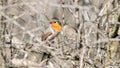 songbird robin hiding in the dense branches of sea buckthorn Royalty Free Stock Photo