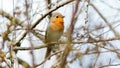 songbird robin hiding in the dense branches of sea buckthorn Royalty Free Stock Photo