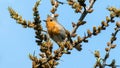 songbird robin hiding in the dense branches of sea buckthorn Royalty Free Stock Photo