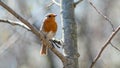 songbird robin sitting on a tree branch in spring Royalty Free Stock Photo