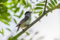 Songbird singing on a rowan tree