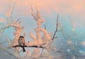 Songbird Tree Sparrow, Passer montanus, sitting on branch with snow during winter Royalty Free Stock Photo