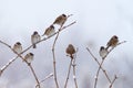 Songbird Tree Sparrow Passer montanus Royalty Free Stock Photo