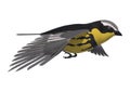 Songbird Warbler