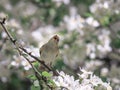 Songbird warbler sits on a branch in sunny garden on flowering branches Royalty Free Stock Photo